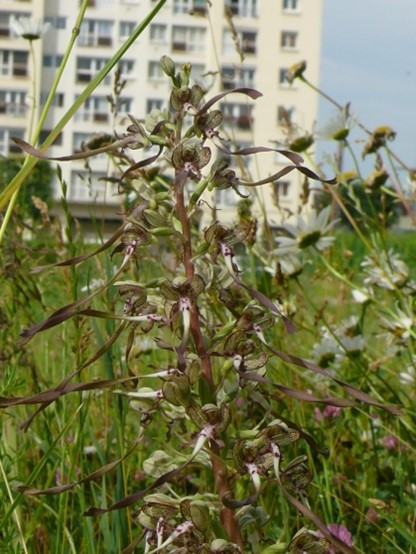 Caen recèle de populations d'orchidées qui se nichent aussi bien sur les pelouses des jardins privés que publics. 